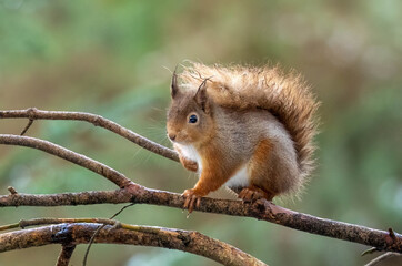 Fototapeta premium Close up of a Scottish red squirrel on the branch of a tree in the forest
