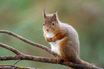 Obraz premium Close up of a Scottish red squirrel on the branch of a tree in the forest