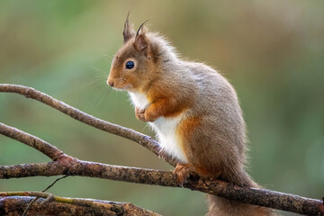 Obraz premium Close up of a Scottish red squirrel on the branch of a tree in the forest