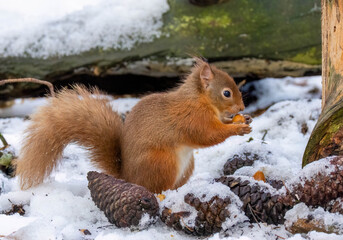 Hungry little Scottish red squirrel in the woodland in winter  in the snow