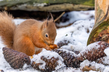 Hungry little Scottish red squirrel in the woodland in winter  in the snow