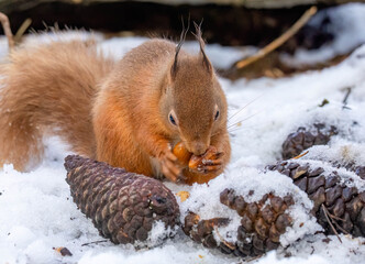 Hungry little Scottish red squirrel in the woodland in winter  in the snow