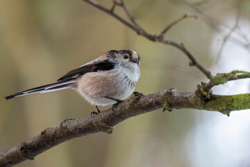 Close up of a long tailed tit bird perched on a branch in the forest © Sarah