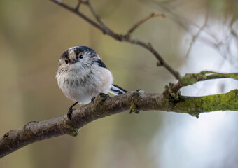 Close up of a long tailed tit bird perched on a branch in the forest © Sarah