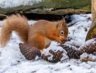 Hungry little Scottish red squirrel in the woodland in winter  in the snow