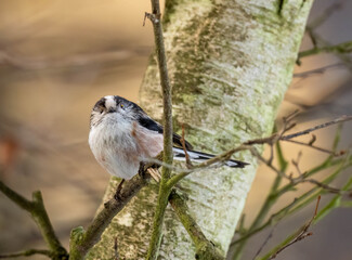 Close up of a long tailed tit bird perched on a branch in the forest