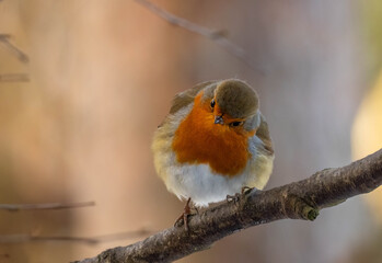 Close up of a robin redbreast bird in the woodland in winter