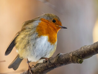 Close up of a robin redbreast bird in the woodland in winter