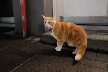 Reykjav&iacute;k downtown ginger cat in the street 