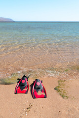 A pair of red and black scuba fins resting on wet sand at the water&rsquo;s edge on a bright sunny day.