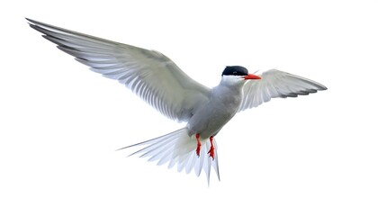 Obraz premium Arctic Tern in Flight Isolated White Background.
