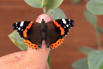 Detailed macro shot of a Red Admiral butterfly (Vanessa atalanta) perched on a person&rsquo;s thumb against a blurred leaf background