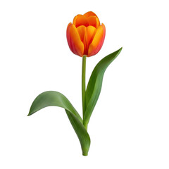 Single orange tulip bloom isolated on transparent background