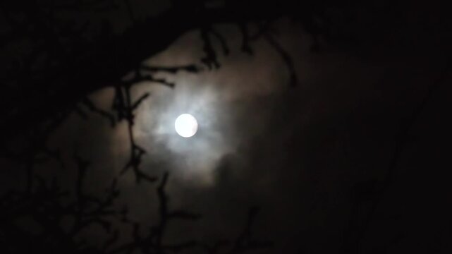 Full moon in the branches of a leafless tree, a dark cloudy night has an spooky feeling like thriller and horror films