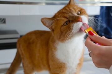 orange Cat Enjoying a Delicious Liquid Treat from a Hand. High quality photo © Hanna