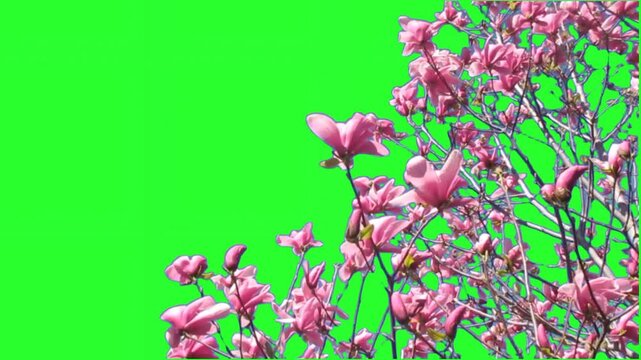 Beautiful pink magnolia flowers blooming on branches against a green screen.
Keywords: magnolia, flowers, pink, blooming, spring, nature, tree, branches, blossom, flora, botanical, green screen, chrom