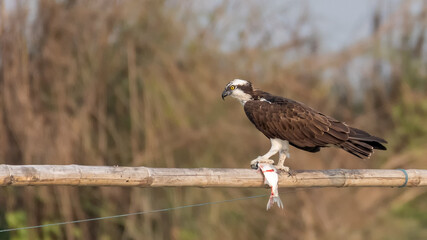 Fototapeta premium An Osprey or western osprey (Pandion haliaetus) sitting with a big fish kill at Chupi Char, Purbasthali, Bardhaman, West Bengal, India
