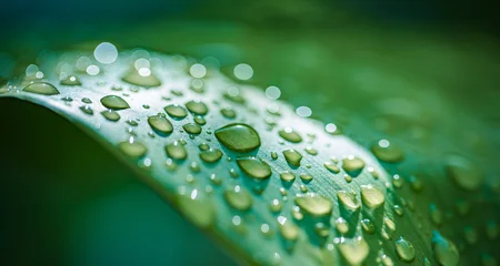 Fototapete Beruhigend Serene macro green leaf with rain drops soft sunlight inspiring natural water droplets peaceful calmness purity botanical tropical paradise closeup lush plant background  © icemanphotos