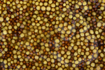 The French mustard, wholegrain mustard