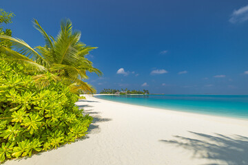 Picturesque summer tourism. Relaxing exotic tropical beach Maldives. Popular white sand green palm tree turquoise ocean water sunny sky horizon island vacation paradise luxury travel nature background