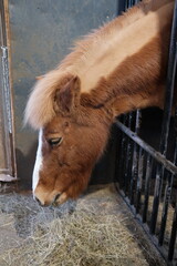 icelandic horse eats hay in the stable
