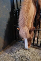 icelandic horse eats hay in the stable