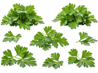 A collection of fresh, vibrant green parsley leaves arranged neatly in a grid pattern against a white background.