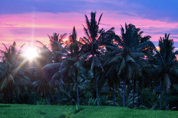 tranquil morning sunrise over a rice field with palm trees, Bali, Indonesia