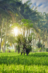 tranquil morning sunrise over a rice field with palm trees, Bali, Indonesia