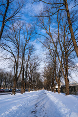 Fototapeta premium A snow covered path runs through a tree lined avenue in Riga, Latvia. Footprints mark the walkway, cars and a fence line the sides, and tall bare trees form a tunnel.