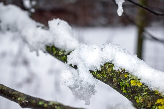 Crisp white powder clings to a mossy, lichen-covered winter branch, highlighting the vibrant contrast of a freezing forest scene