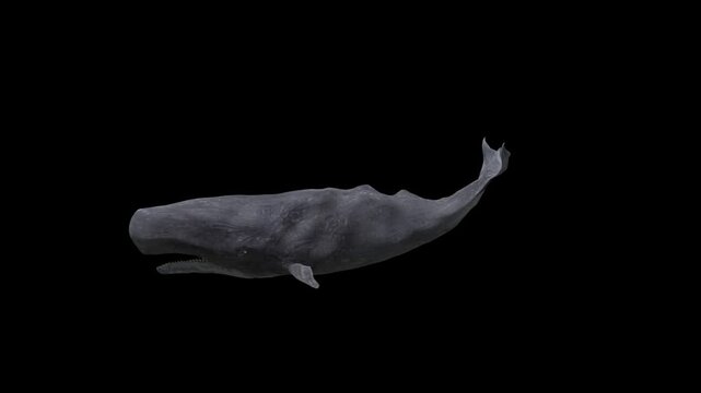 3D realistic Sperm whale undersea swimming loop animation side view on black screen, 4k cachalot animal moving towards dive render on alpha channel clip, the largest whales and the largest predator