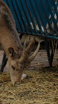 A horned mountain goat lowers its head to eat straw inside a zoo enclosure. The concept reflects daily routine, survival instincts, and adaptation of wild animals in human care