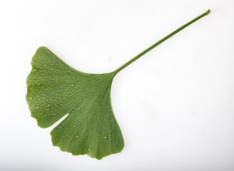 Ein frisches Ginkgo-Blatt mit Wassertropfen liegt auf wei&szlig;em Hintergrund
