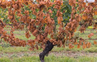 Ein Weinrebstock im Herbst tr&auml;gt vertrocknete Bl&auml;tter und Trauben