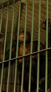 A chimpanzee sits behind metal bars inside a zoo enclosure, holding the cage with its hands. The concept reflects captivity, awareness, and the fragile boundary between wild nature and humans