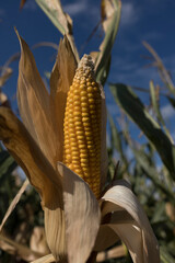 Ein reifer Maiskolben steht im Sonnenlicht auf dem Feld.