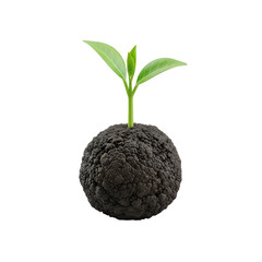 Green Plant Growing from Dark Brown Soil Ball Isolated on White