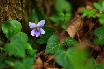 Wild Violet in Forest