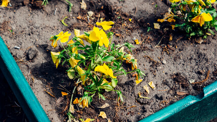 seedlings in the soil