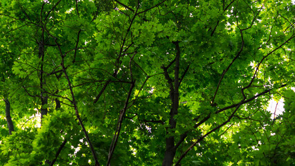 green leaves background