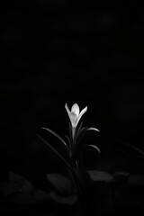 Monochrome Flower in Darkness