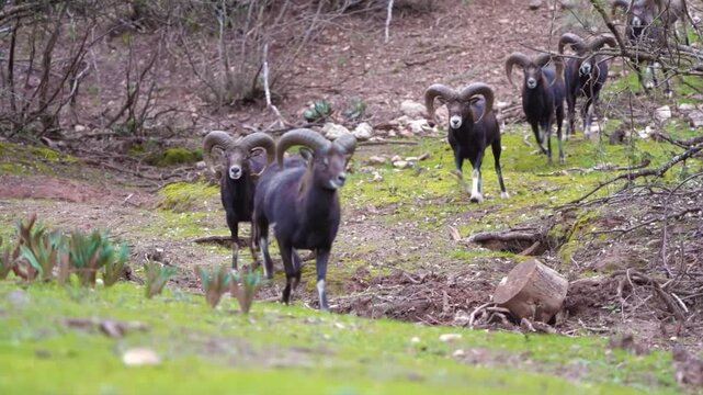 Group of Mouflons Running Toward Camera in Slow Motion in Sierra de Cazorla Spain