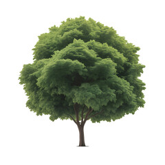 Lush green tree isolated, perfect for adding natural beauty to any design project or background