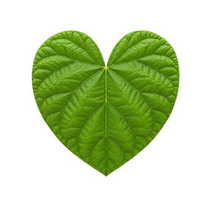 Green Heart-Shaped Leaf Isolated on White Background