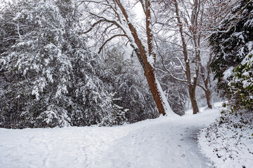 Wald Weg in Schnee
