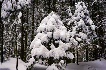 Snow-Covered Pine Trees in a Winter Forest