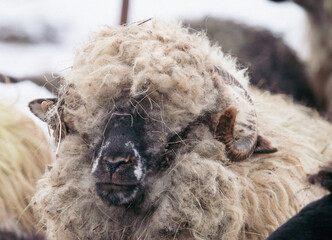 Close-up portrait of woolly ram with thick curly fleece © VSzili