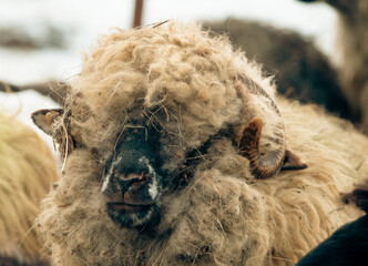 Close-up portrait of woolly ram with thick curly fleece