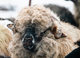 Close-up portrait of woolly ram with thick curly fleece